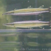 Characiformes (1)