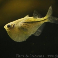 Characiformes (2)