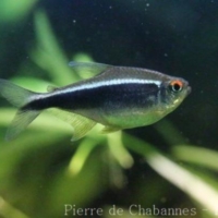 Characiformes (3)