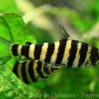 Characiformes (4)