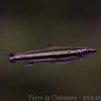 Characiformes (5)