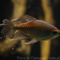 Characiformes (6)