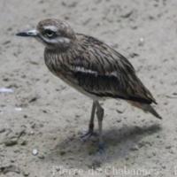 Charadriiformes (1)