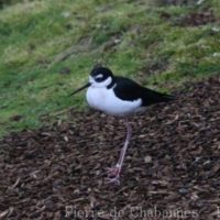 Charadriiformes (2)
