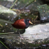 Charadriiformes (3)
