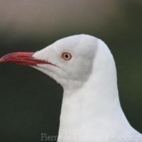 Charadriiformes (4)