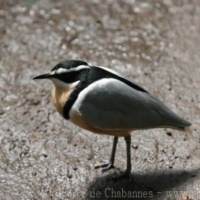 Charadriiformes (5)