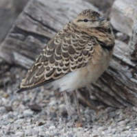 Charadriiformes (6)