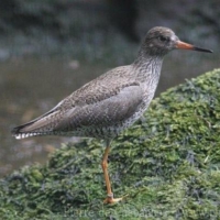 Charadriiformes (7)