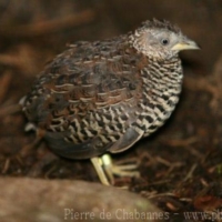 Charadriiformes (8)