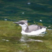 Charadriiformes (9)