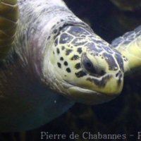 Chelonians (4)