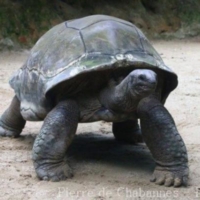 Chelonians (5)