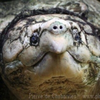 Chelonians (7)