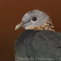 Columbiformes (1)