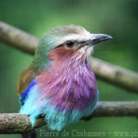 Coraciiformes (1)