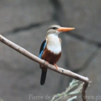 Coraciiformes (2)