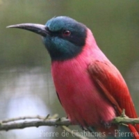 Coraciiformes (3)