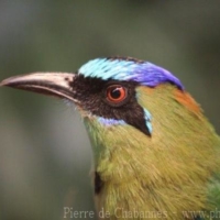 Coraciiformes (4)