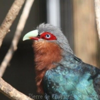 Cuculiformes (1)
