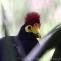 Cuculiformes (2)