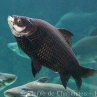 Cypriniformes (1)