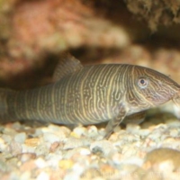 Cypriniformes (3)