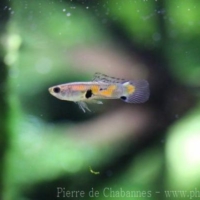 Cyprinodontiformes (1)