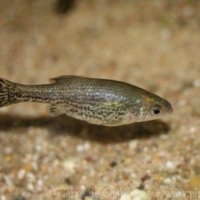 Cyprinodontiformes (2)