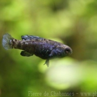 Cyprinodontiformes (3)
