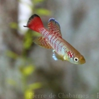 Cyprinodontiformes (4)