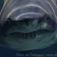 Elasmobranch (1)