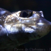 Elasmobranch (2)