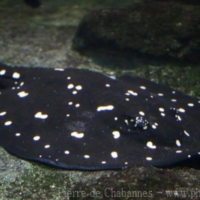 Elasmobranch (3)
