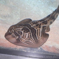 Elasmobranch (4)