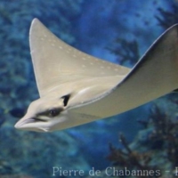 Elasmobranch (5)