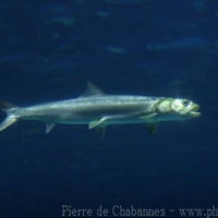 Elopiformes (1)
