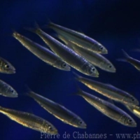 Elopiformes (2)