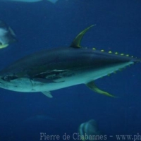 Elopiformes (3)