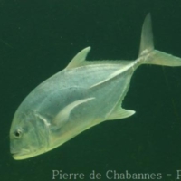Elopiformes (4)