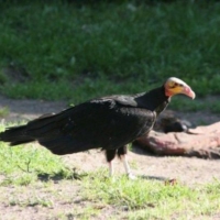 Falconiformes (1)