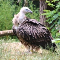 Falconiformes (2)