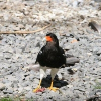 Falconiformes (3)