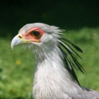 Falconiformes (4)