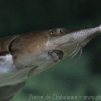 Fishes (1)