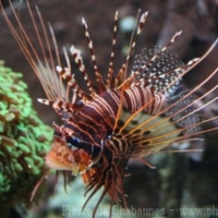 Fishes (13)