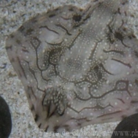 Fishes (14)