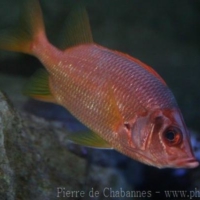 Fishes (15)