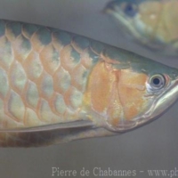 Fishes (16)