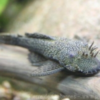 Fishes (2)